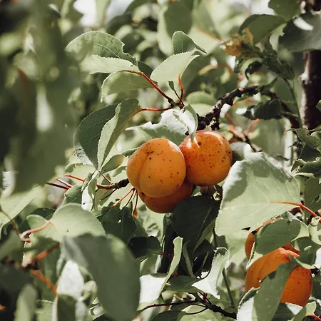 Ecological Farm Makrobios Panonija Hébergement de vacances