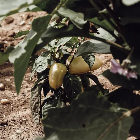 Ecological Farm Makrobios Panonija