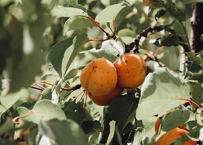 Ecological Farm Makrobios Panonija 別荘