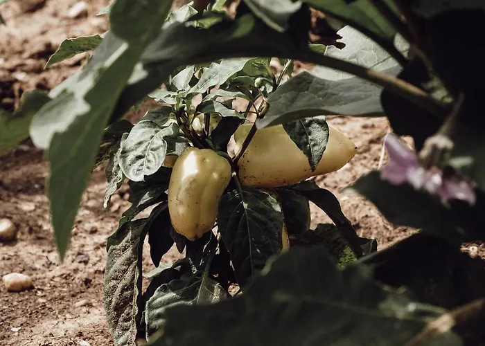 Ecological Farm Makrobios Panonija